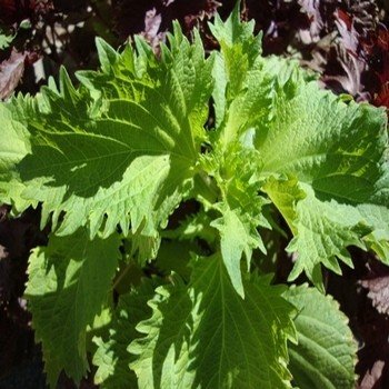 Shiso vert (Perilla frutescens) Graines