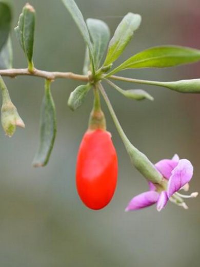 Goji du Tibet (Lycium barbarum) Graines