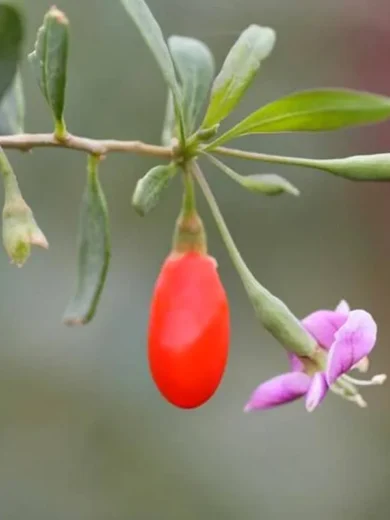 Goji du Tibet (Lycium barbarum) Graines