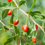 Goji du Tibet (Lycium barbarum) Graines