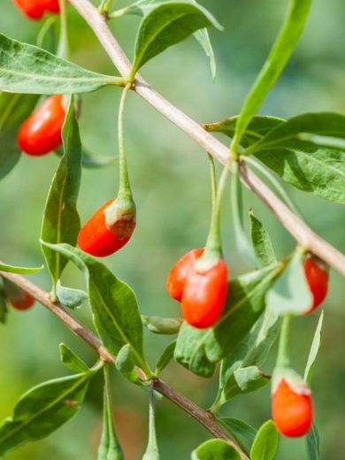 Goji du Tibet (Lycium barbarum) Graines