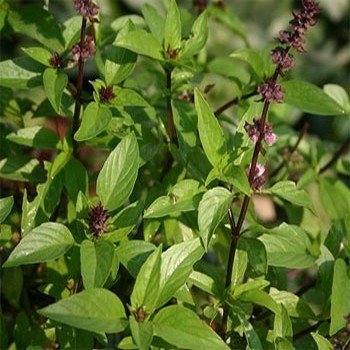 Ocimum thyrsiflora ''Basilic Thai'' Graines