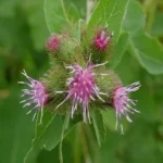 Bardane géante (Arctium lappa) Graines
