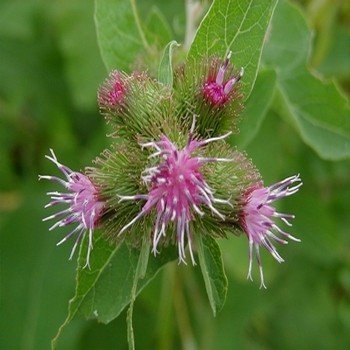 Bardane géante (Arctium lappa) Graines