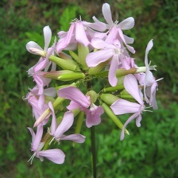 Saponaire "Herbe à Savon" (Saponaria officinalis) Graines