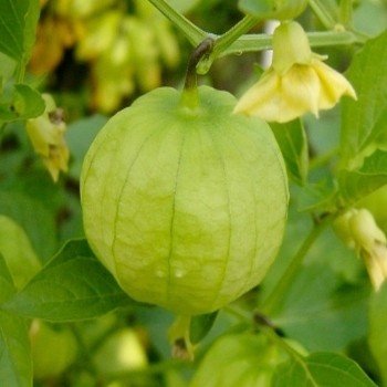 Physalis 'Toma Verde' Graines