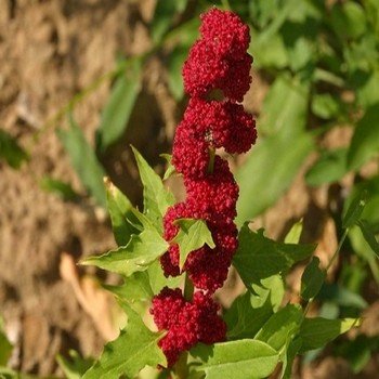 Epinard-fraise (Chenopodium capitatum) Graines