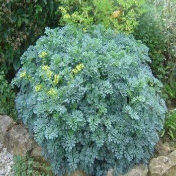 Ruta graveolens ''Rue officinale'' (Plante Répulsive) Graines