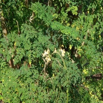 Moringa oleifera (L'arbre de la vie) Graines
