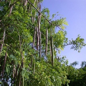 Moringa oleifera (L'arbre de la vie) Graines
