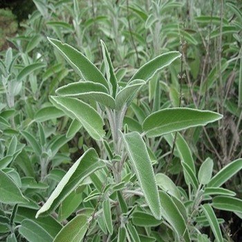 Sauge officinale (Salvia officinalis) Graines