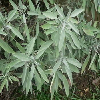 Sauge officinale (Salvia officinalis) Graines