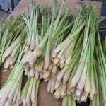 Cymbopogon citratus (Citronnelle) Graines