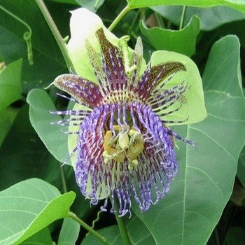 Passiflora maliformis ''Pomme Calebasse'' Graines