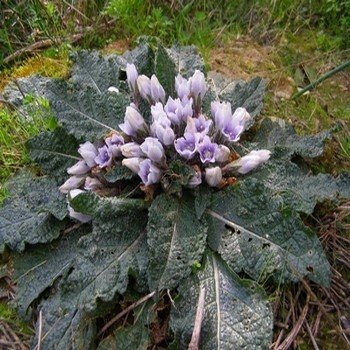 Mandragora officinarum (Mandragore) Graines