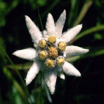 Leontopodium alpinum ''Edelweiss'' Graines