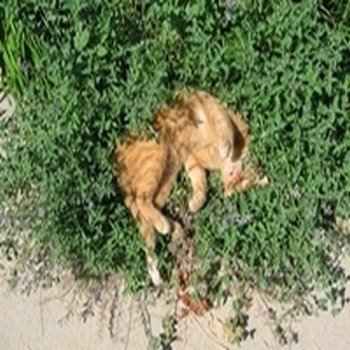 Cataire "Herbe à Chats" (Nepeta cataria) Graines