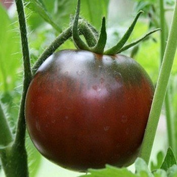 Tomate 'Noire de Crimée' Graines