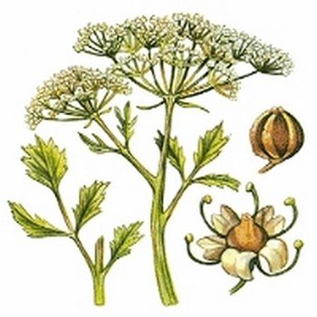 Pimpinella anisum ''Anis'' Graines