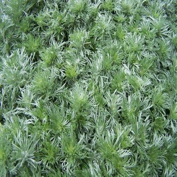 Absinthe (Artemisia absinthium) Graines