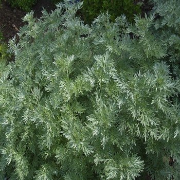Absinthe (Artemisia absinthium) Graines