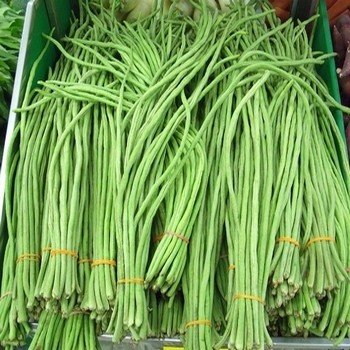 Haricot-Kilomètre (Vigna unguiculata) Graines
