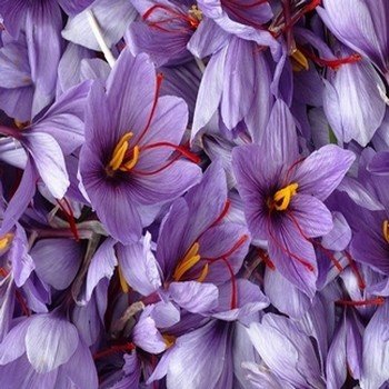 Crocus à Safran (Crocus sativus) Bulbes BIO