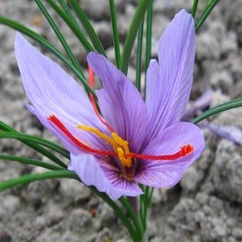 Crocus à Safran (Crocus sativus) Bulbes BIO