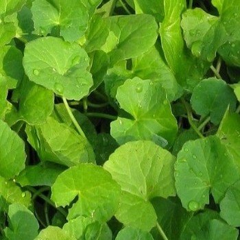 Centella asiatica ''Gotu Kola'' Graines