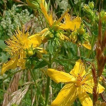 Millepertuis (Hypericum perforatum) Graines