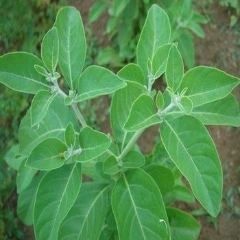 Withania somnifera ''Ginseng Indien'' Graines