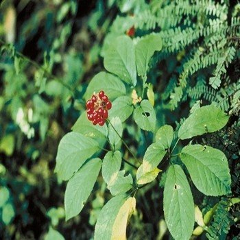 Panax quinquefolius (Ginseng) Graines