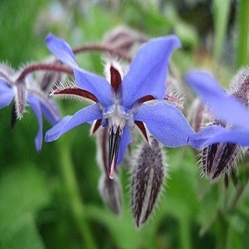 Bourrache officinale (Borago officinalis) Graines