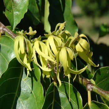 Cananga odorata "Ylang-Ylang" Graines