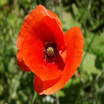 Coquelicot (Papaver rhoeas) Graines