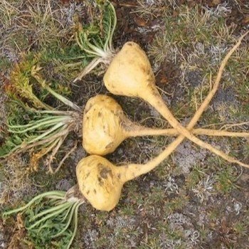 Maca du Pérou (Lepidium meyenii) Graines
