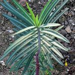 Herbe à Taupe (Euphorbia lathyris) Graines