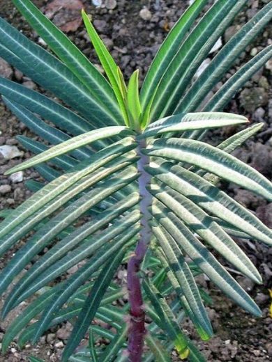 Herbe à Taupe (Euphorbia lathyris) Graines