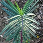 Herbe à Taupe (Euphorbia lathyris) Graines