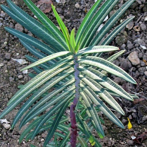 Herbe à Taupe (Euphorbia lathyris) Graines - Alsagarden