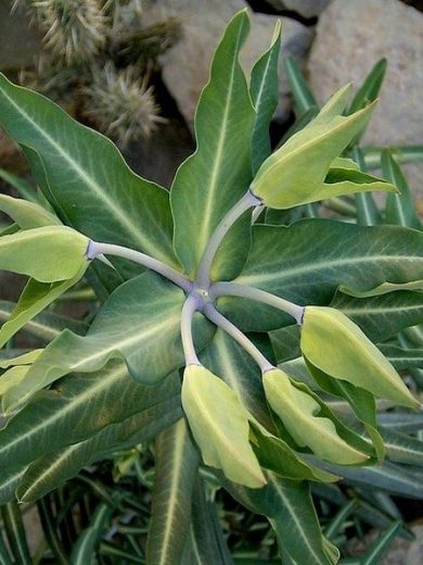 Herbe à Taupe (Euphorbia lathyris) Graines