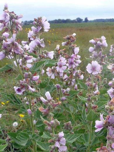 Guimauve (Althaea officinalis) Graines – Image 2