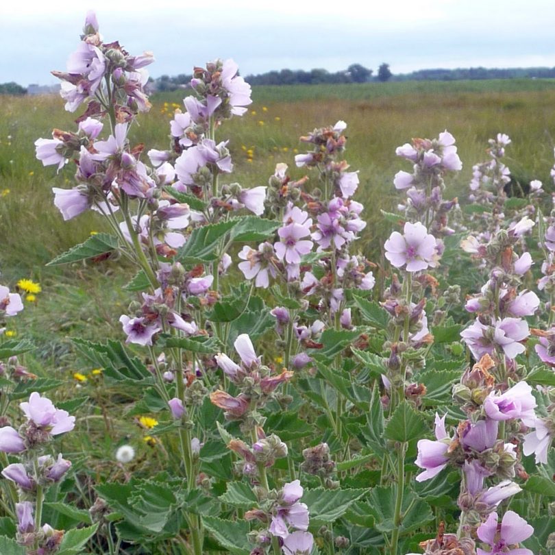 Guimauve (Althaea officinalis) Graines – Image 2