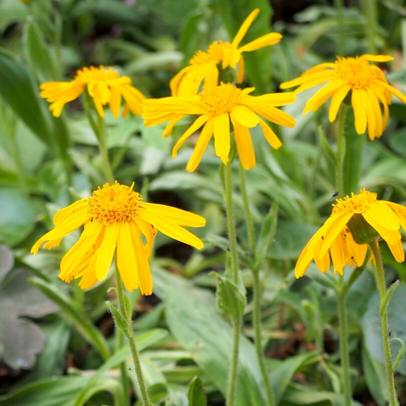Arnica des Montagnes (Arnica montana) Graines – Image 2