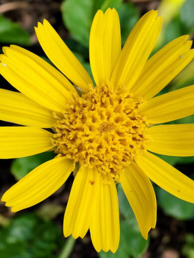 Arnica des Montagnes (Arnica montana) Graines