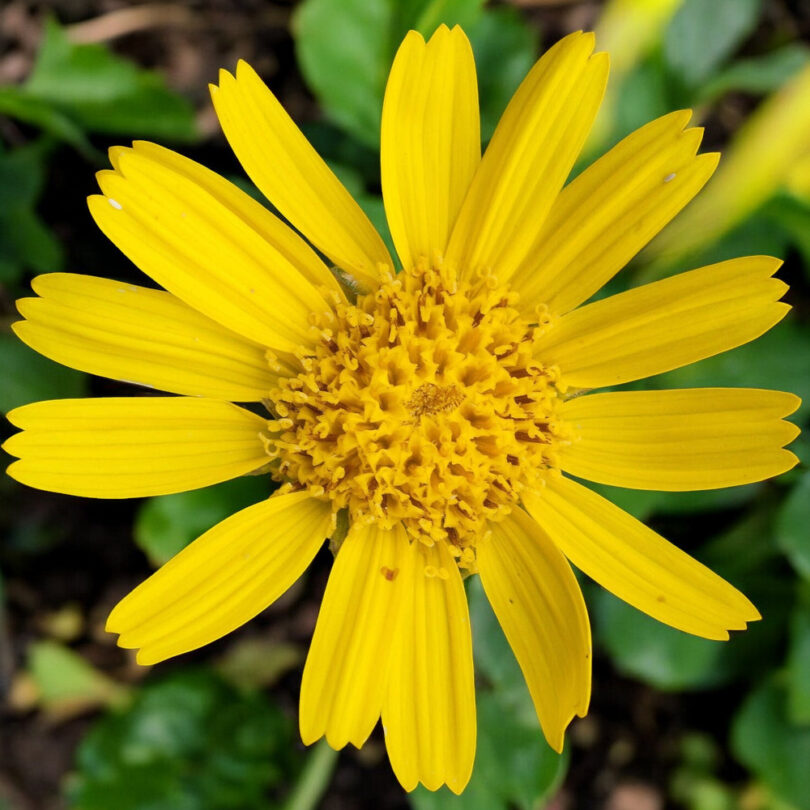 Arnica des Montagnes (Arnica montana) Graines