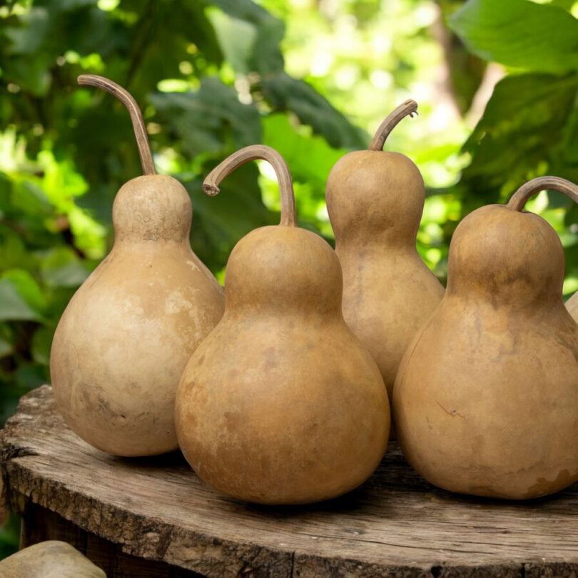 Calebasse bouteille 'Pèlerine' (Lagenaria siceraria) Graines – Image 3
