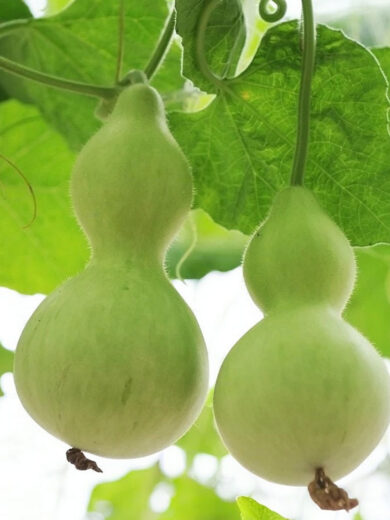 Calebasse bouteille 'Pèlerine' (Lagenaria siceraria) Graines