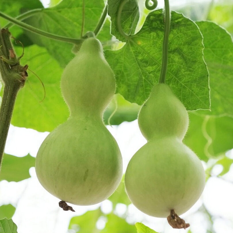Calebasse bouteille 'Pèlerine' (Lagenaria siceraria) Graines