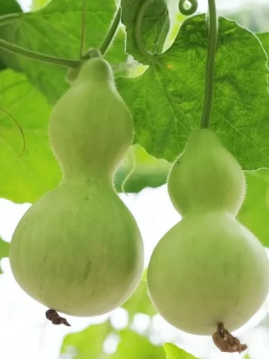 Calebasse bouteille 'Pèlerine' (Lagenaria siceraria) Graines